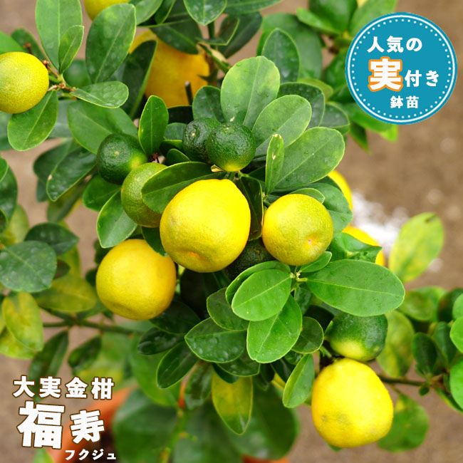 柑橘 キンカン 大実金柑 福寿 （きんかん ふくじゅ） 苗 おすすめ 苗木部