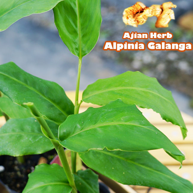 ガランガ ガランガ 苗 販売 苗木部 By 花ひろばオンライン