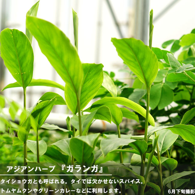 ガランガ ガランガ 2