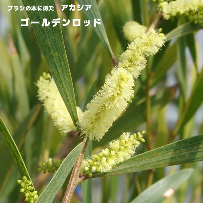 アカシアの木 \“ゴールデンロッド”