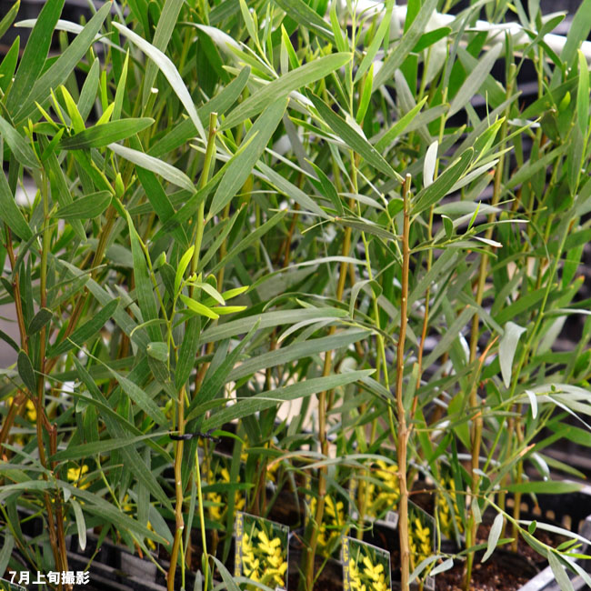 アカシア ゴールデンロッドの葉 3