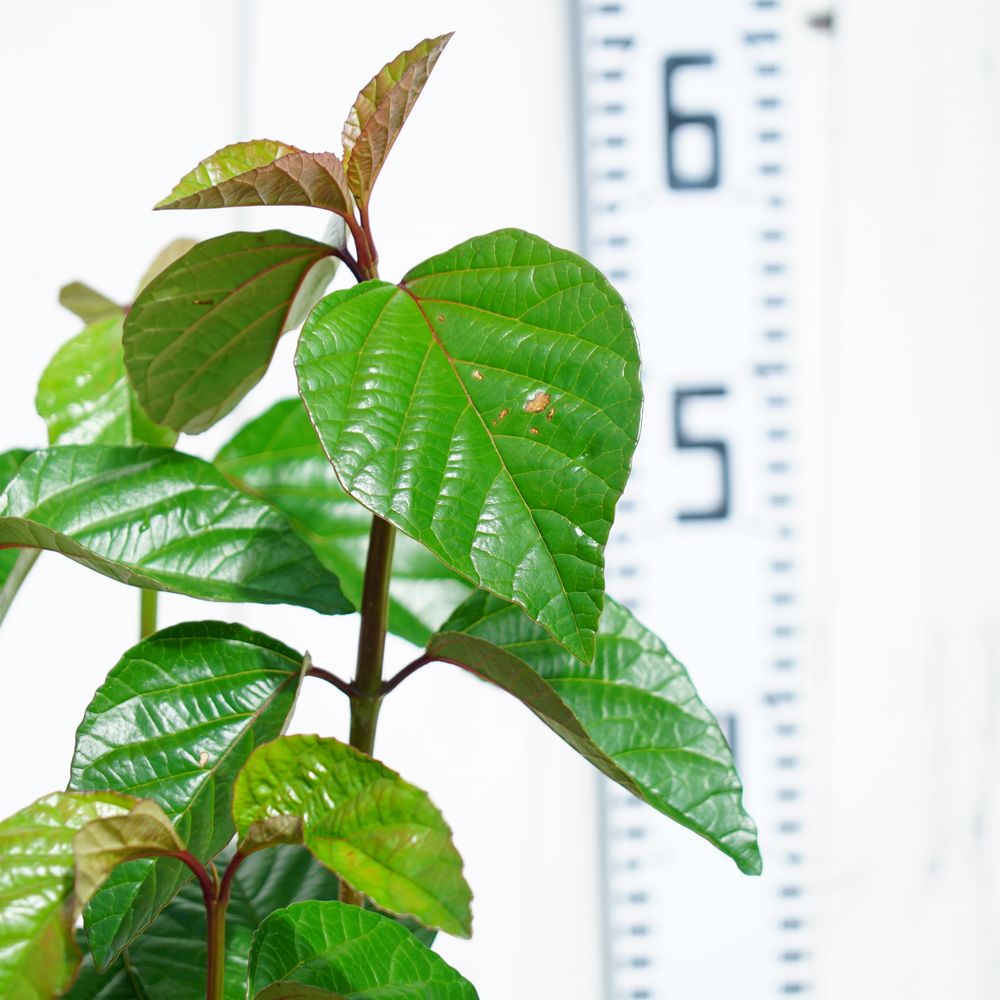 ハクサンボク 苗 販売 苗木部 By 花ひろばオンライン