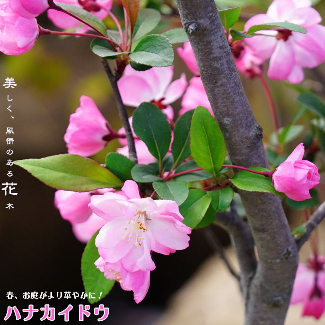 ハナカイドウ  2