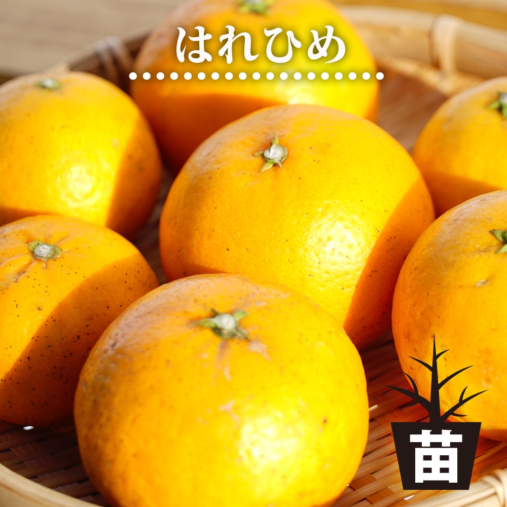柑橘 はれひめ 