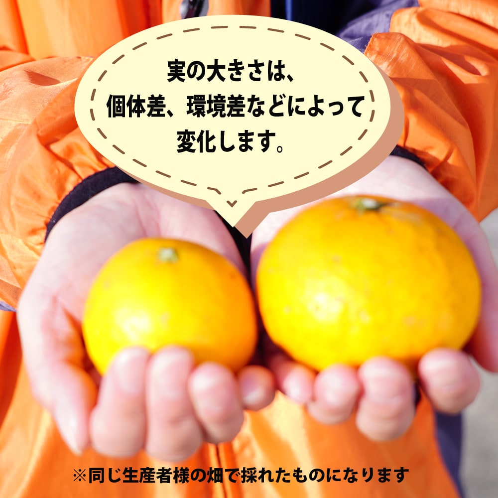 柑橘 はれひめ 1