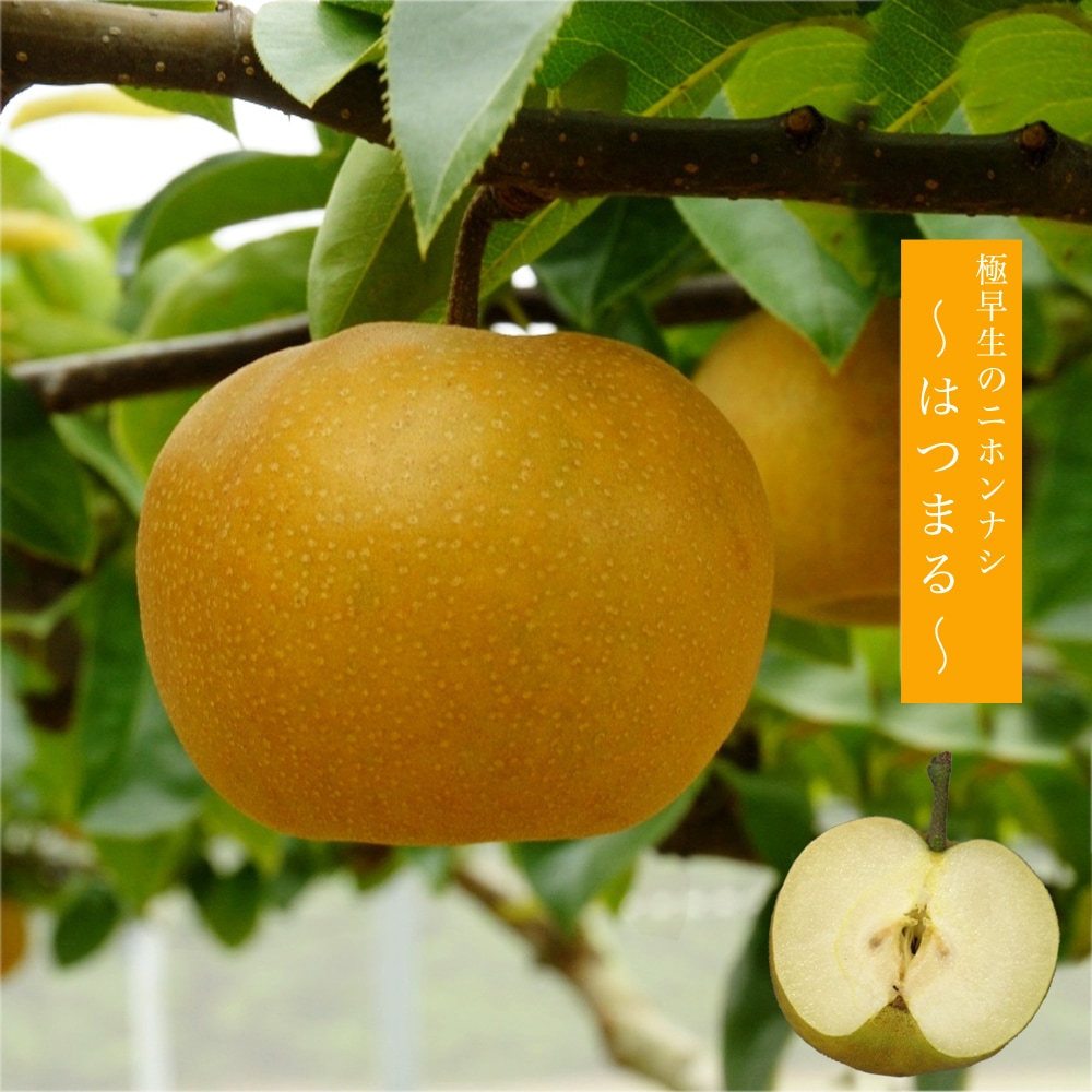 梨　はつまる　果樹　苗木