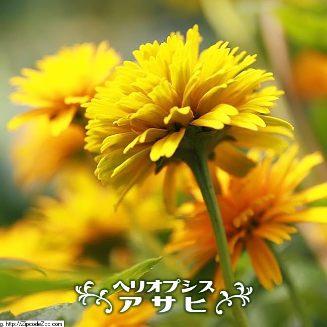 ヘリオプシス アサヒ 