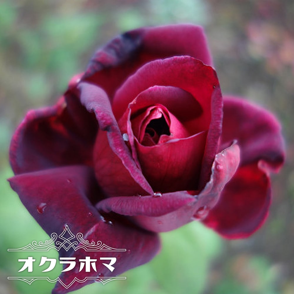 バラ オクラホマ 