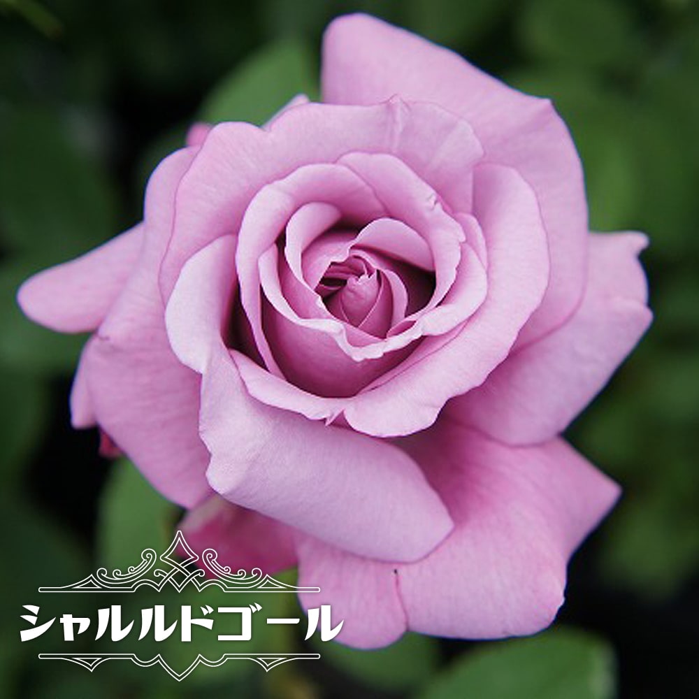 バラ シャルルドゴール 