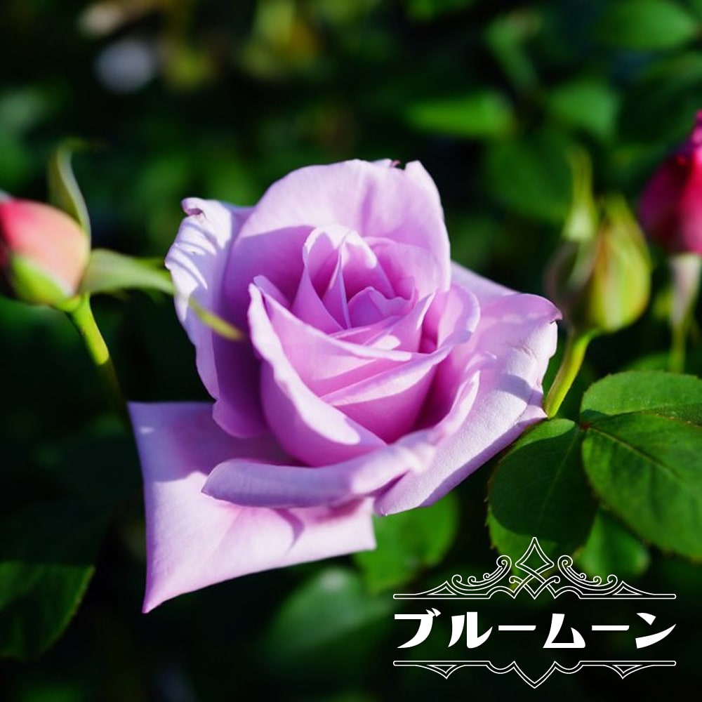 バラ ブルームーン 