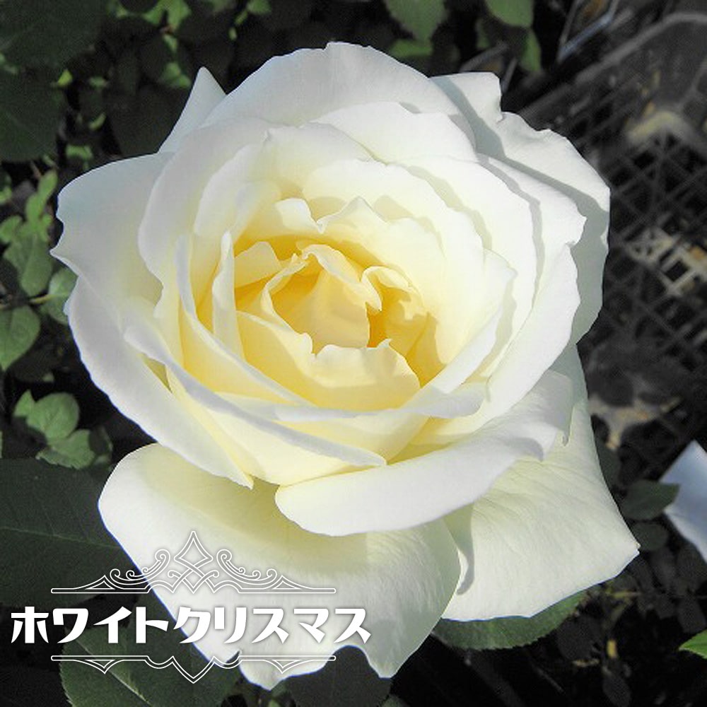 バラ ホワイトクリスマス 