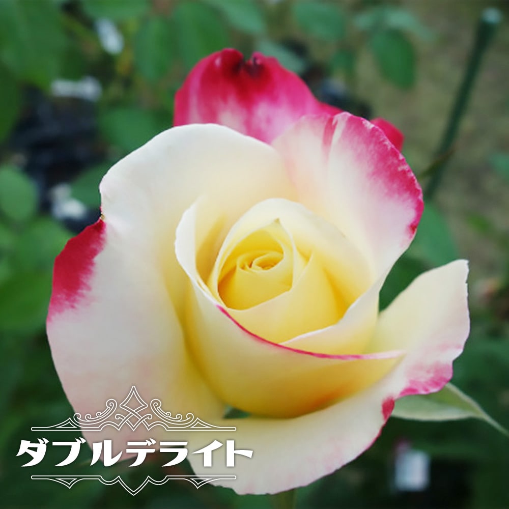 ブルーベリー デライト 