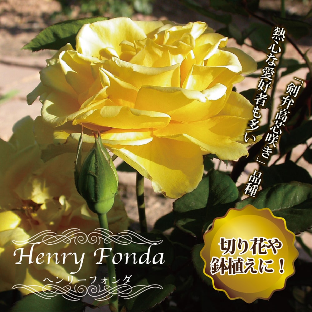 バラ ヘンリーフォンダ 2