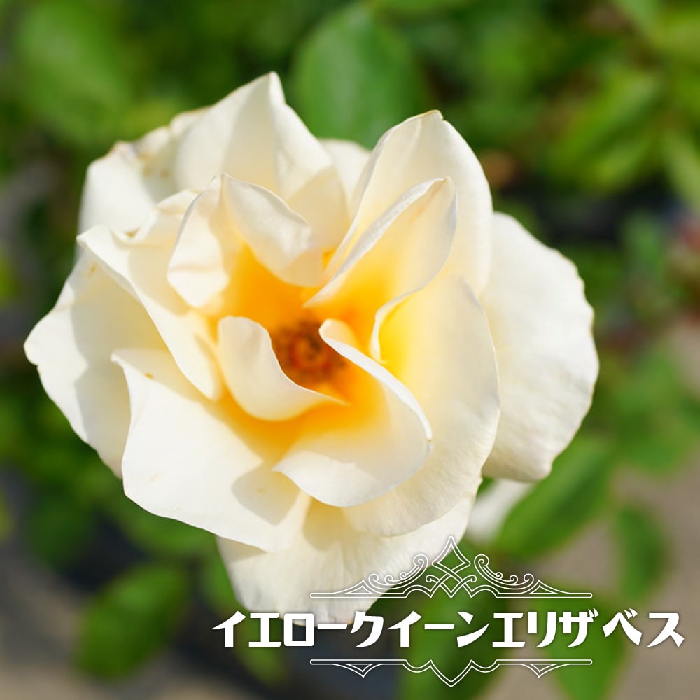 harry_s_1121様二点専用 ^_^  イエロー  花柄ホワイト バラ HT ハイブリッドティー イエロークイーンエリザベス 苗 販売 苗木部