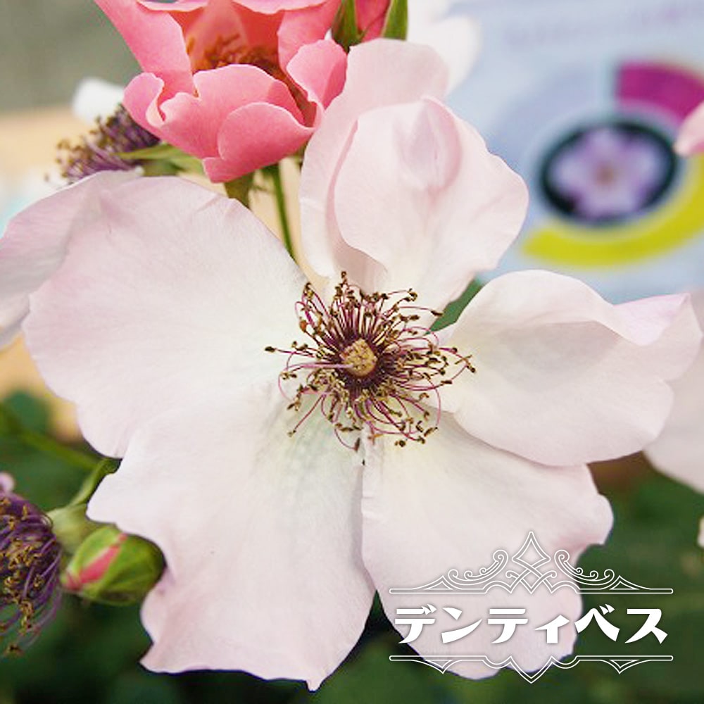 バラ デンティベス 苗 販売 苗木部 By 花ひろばオンライン