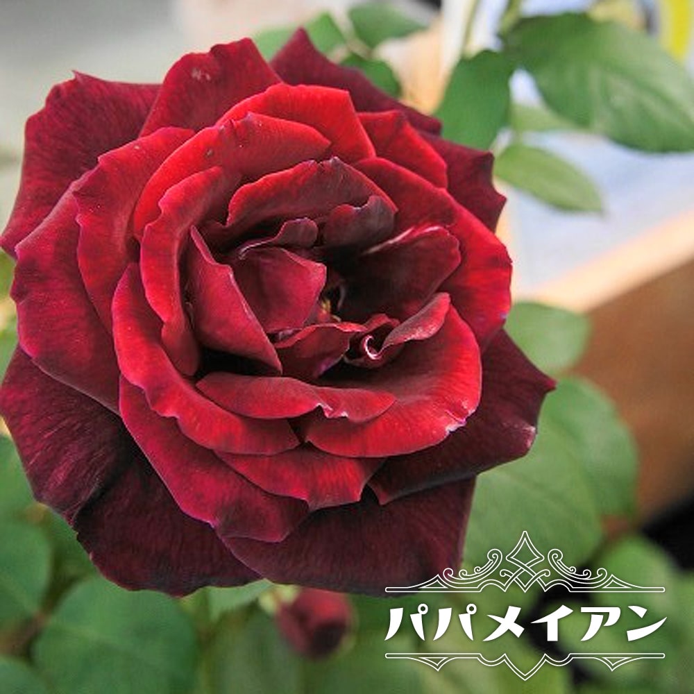 バラ パパメイアン 