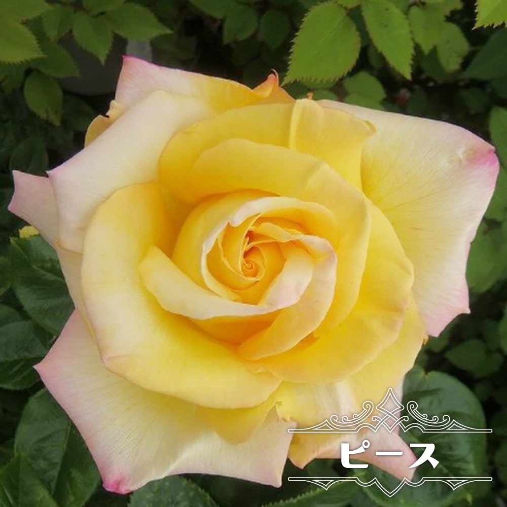 バラ ピース 
