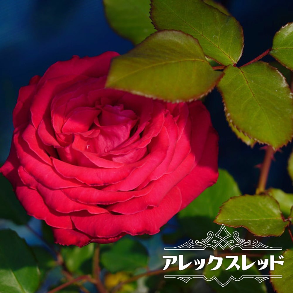 バラ アレックスレッド 