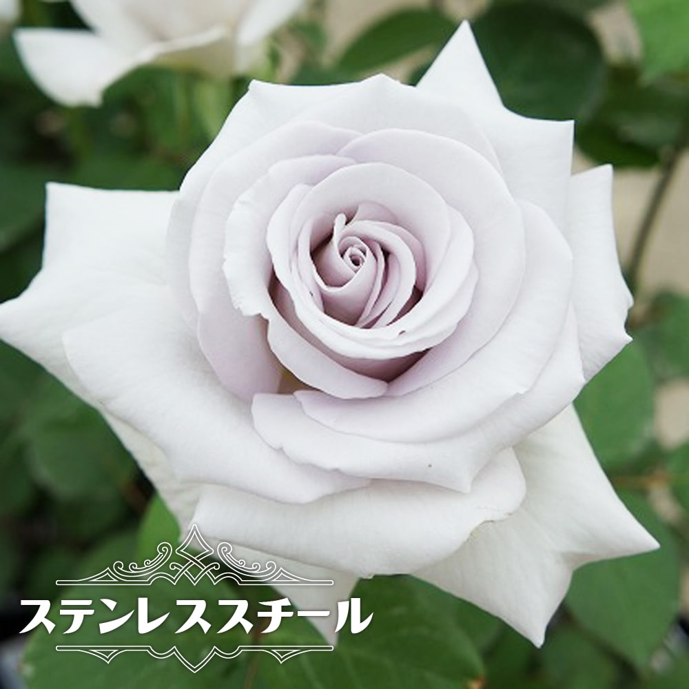 バラ ステンレススチール 