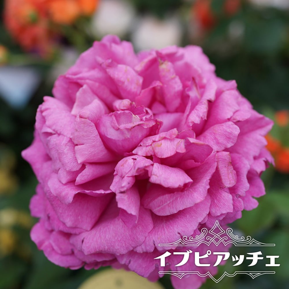 バラ イブピアッチェ 