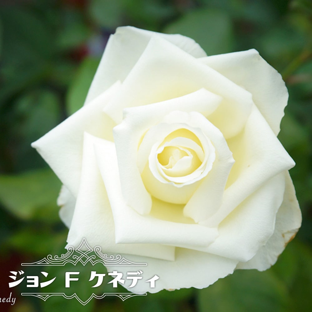 バラ ジョン F ケネディ HT ハイブリッドティー 苗 通販 苗木部 By 花