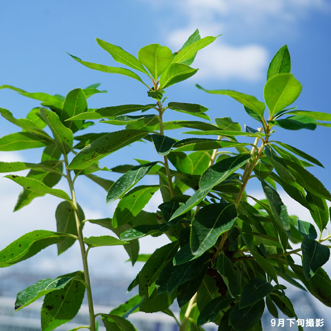 イチゴノキ マリーナ 1