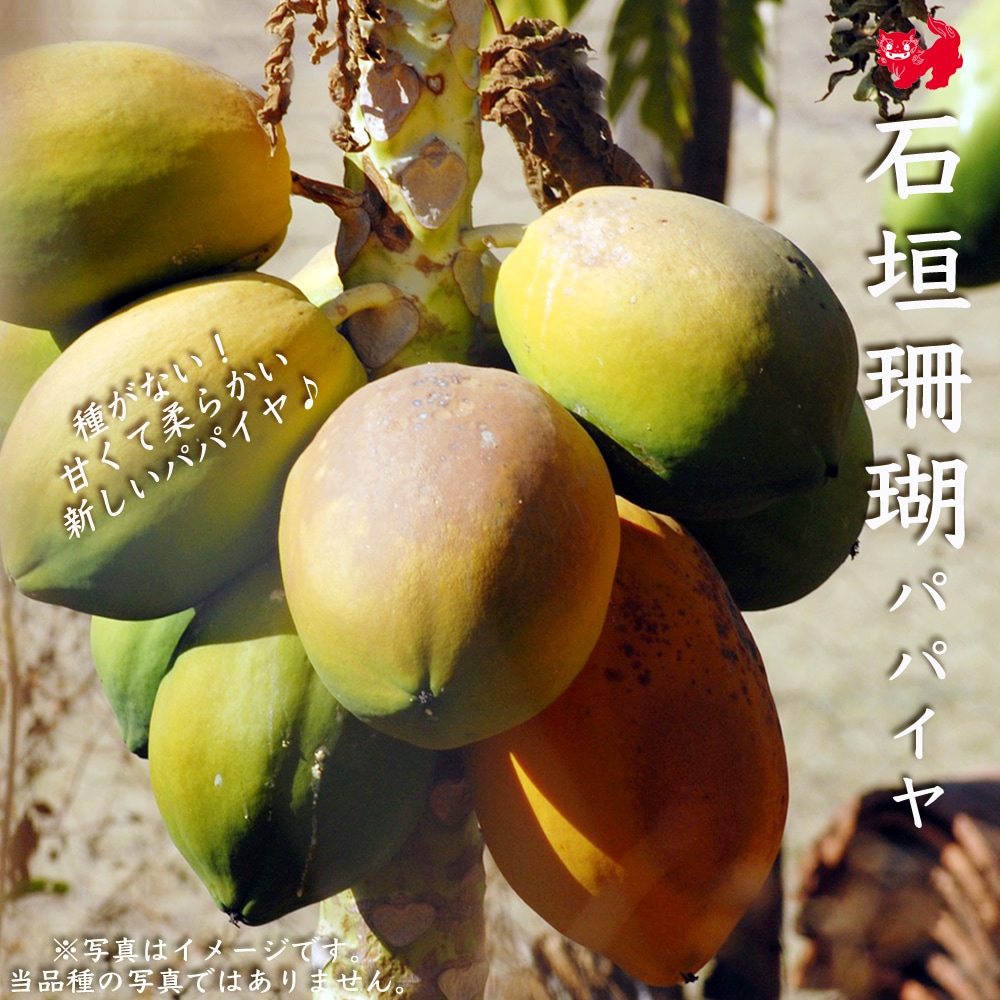 パパイヤ 石垣珊瑚 
