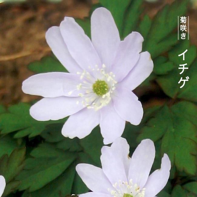 キクザキイチゲ