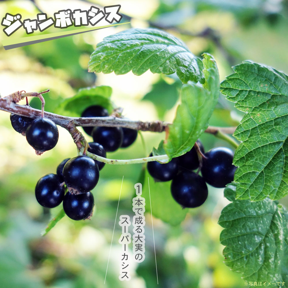 フサスグリ ジャンボカシス 