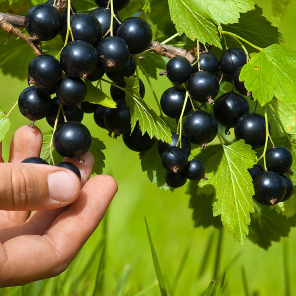 フサスグリ ブラックカラント ジャンボカシス 苗 販売 苗木部 By 花