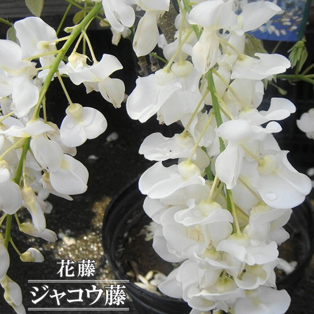 花藤 ジャコウ藤 苗 販売 苗木部 By 花ひろばオンライン