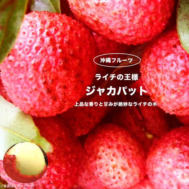 レイシ・ライチ ジャカパット 1