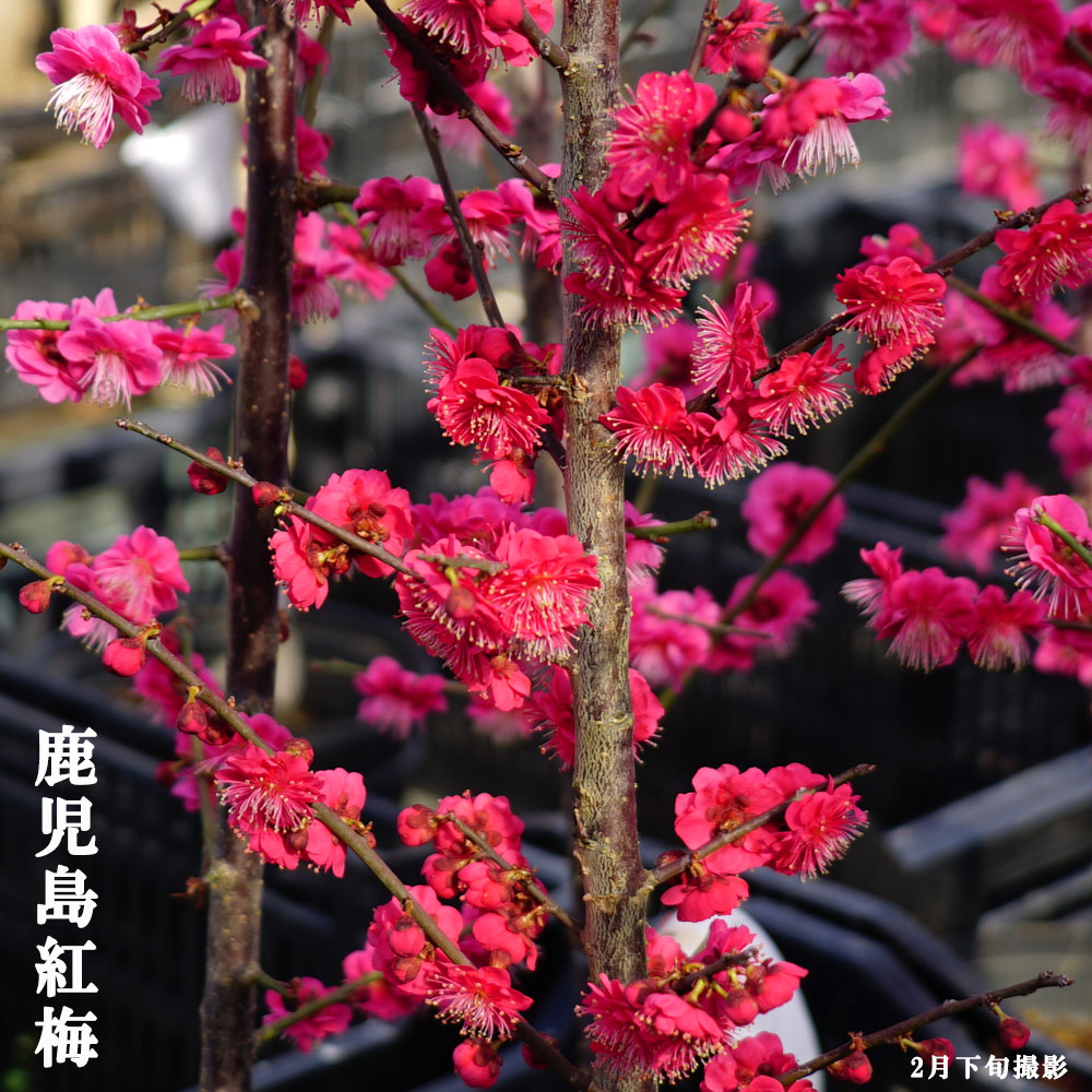 ウメ 鹿児島紅梅 花梅 緋梅系 苗 通販 苗木部 By 花ひろばオンライン