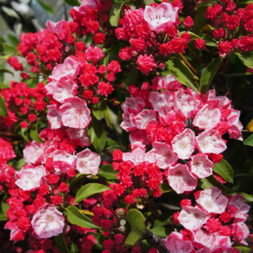 カルミア オスボレッド 3