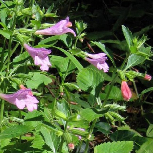 カラミンサ グランディフローラ 1