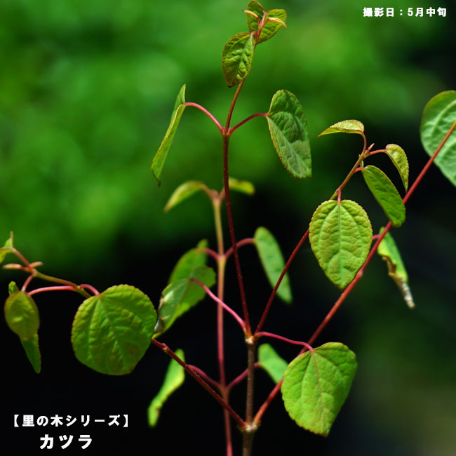 桂  