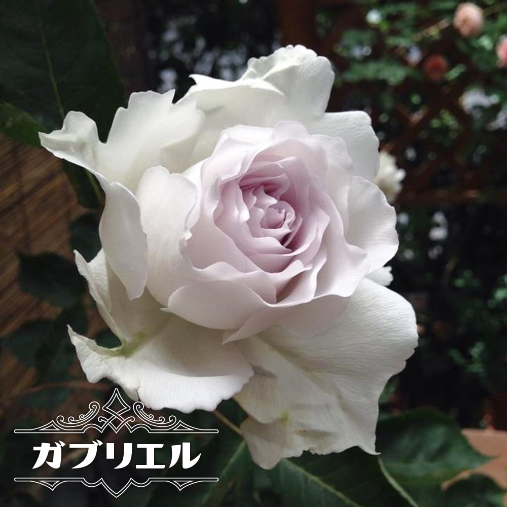 バラ ガブリエル FL フロリバンダ 苗 販売 苗木部 By 花ひろばオンライン