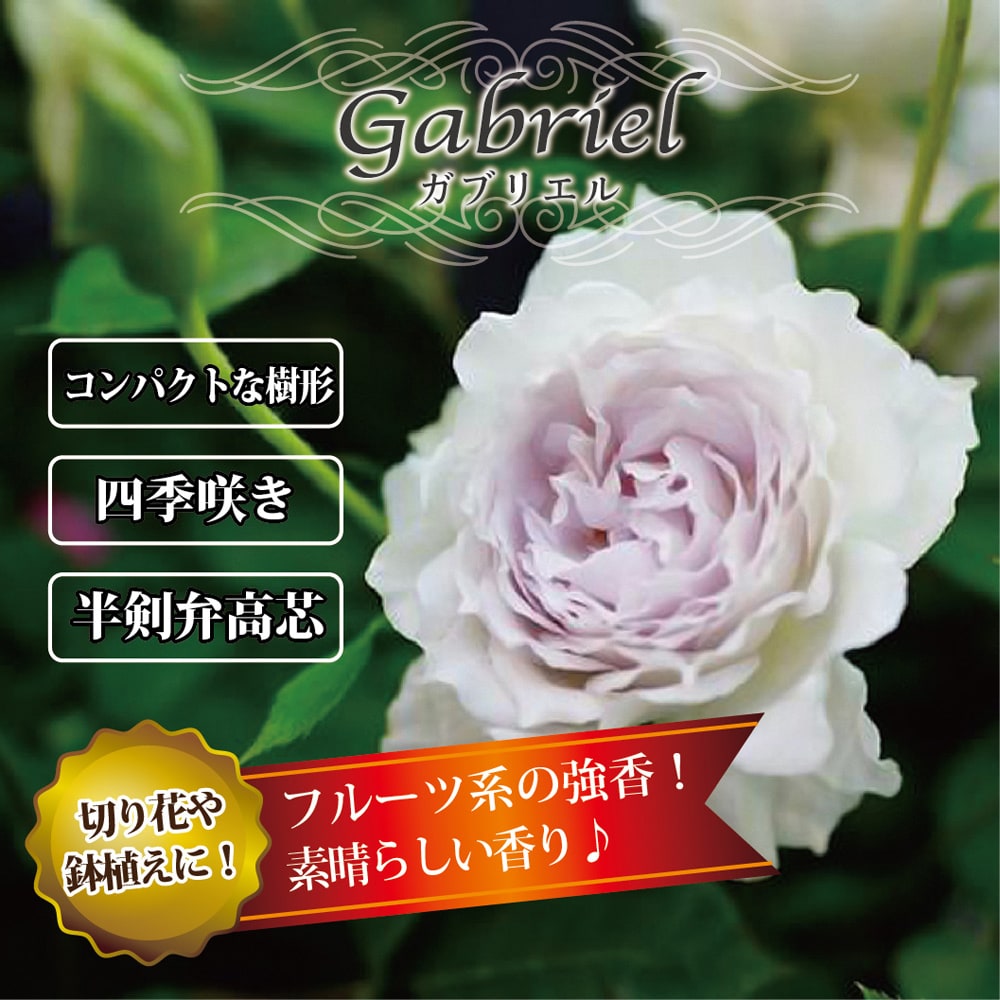 バラ ガブリエル 1