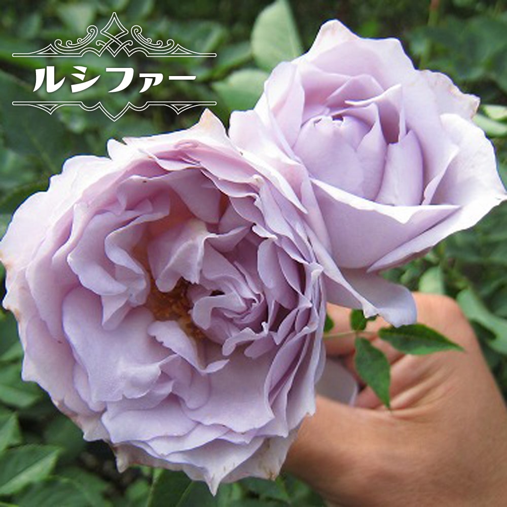 バラ ルシファー 