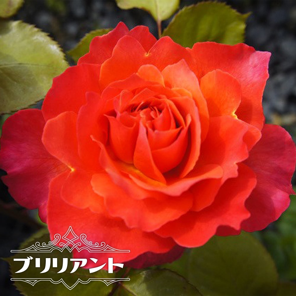 バラ ブリリアント 