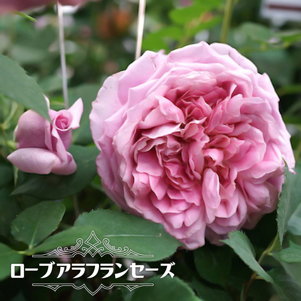 バラ ローブアラフランセーズ 