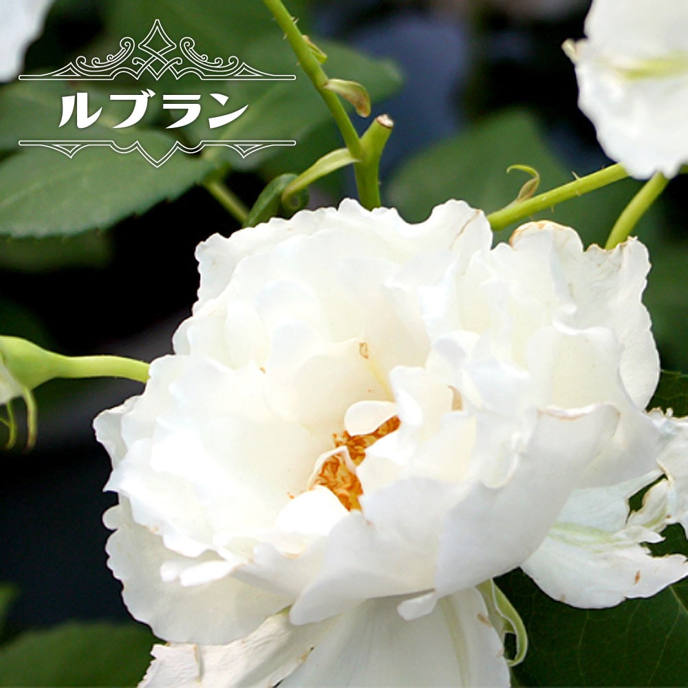 バラ ルブラン 