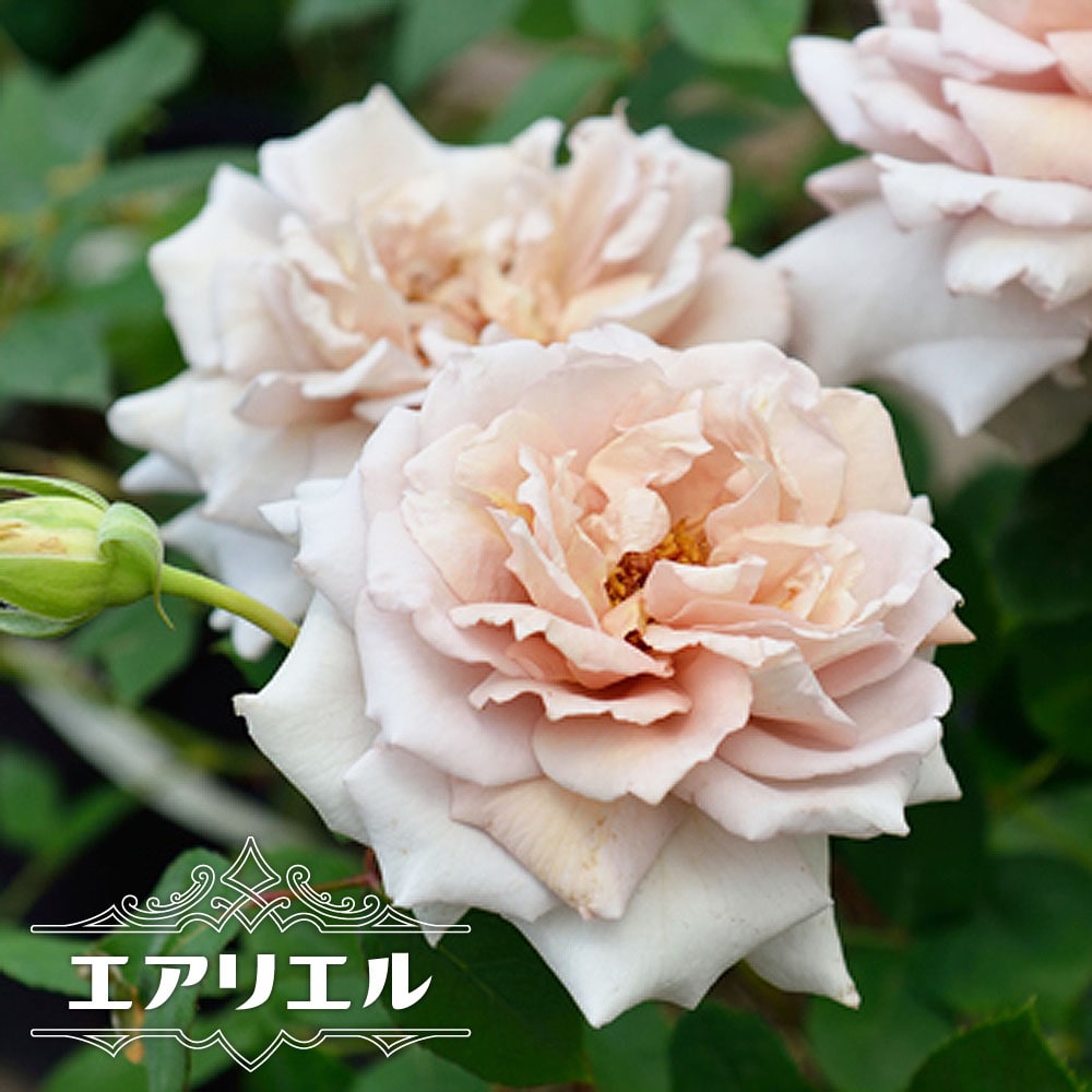バラ エアリエル 