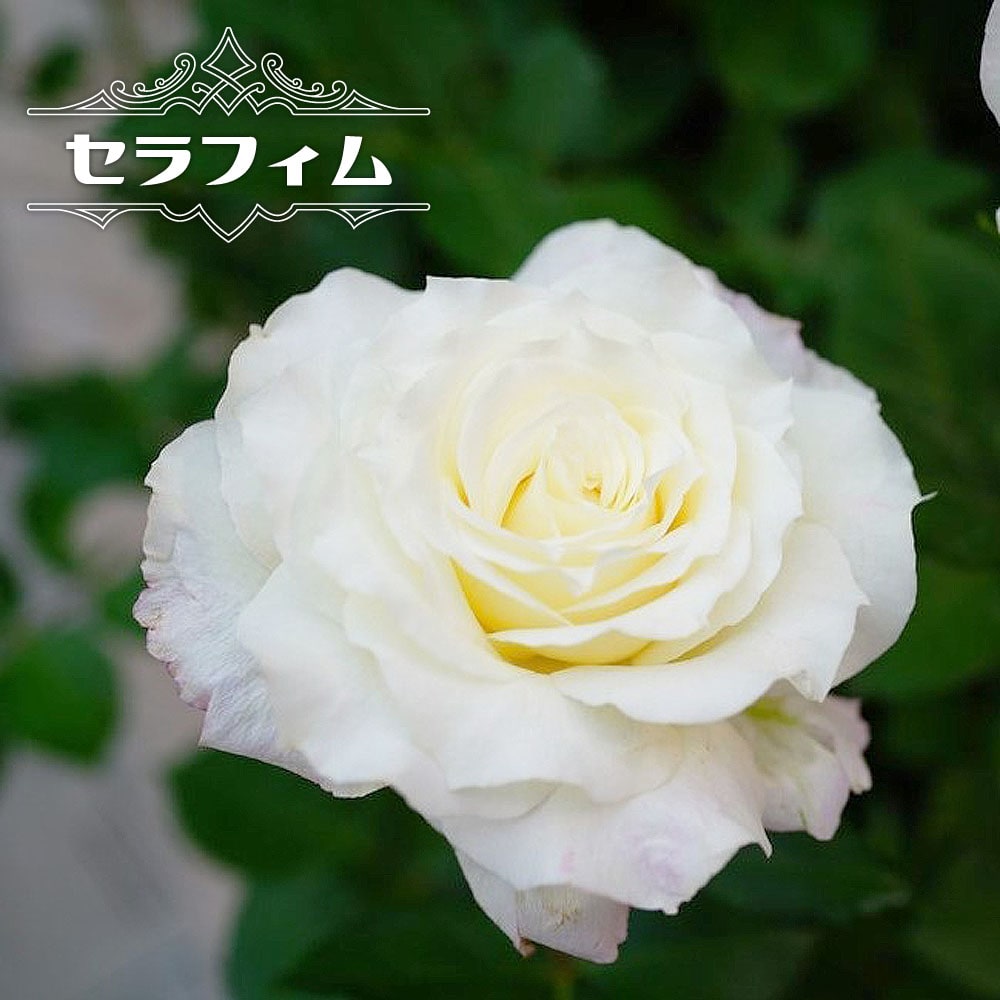 バラ セラフィム 2