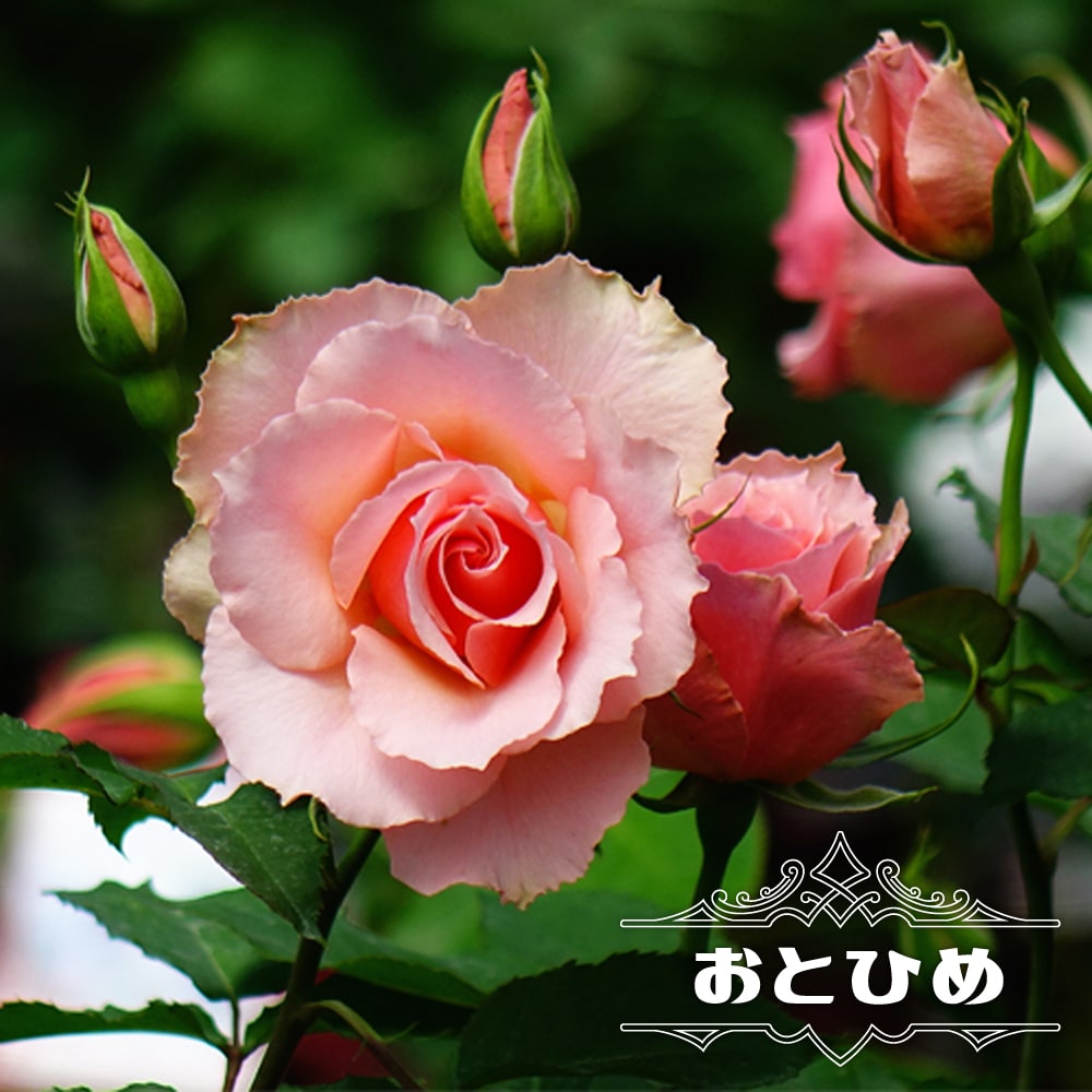 バラ おとひめ 