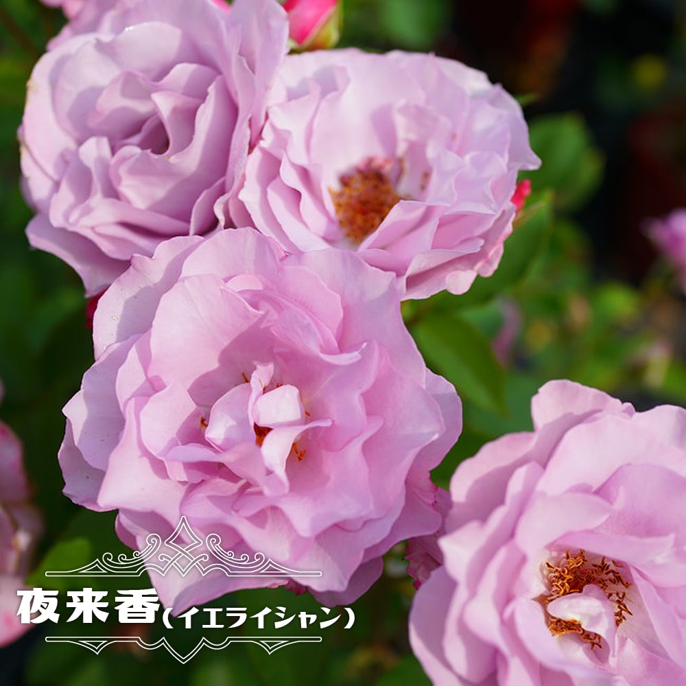 バラ 夜来香　（イエライシャン） 