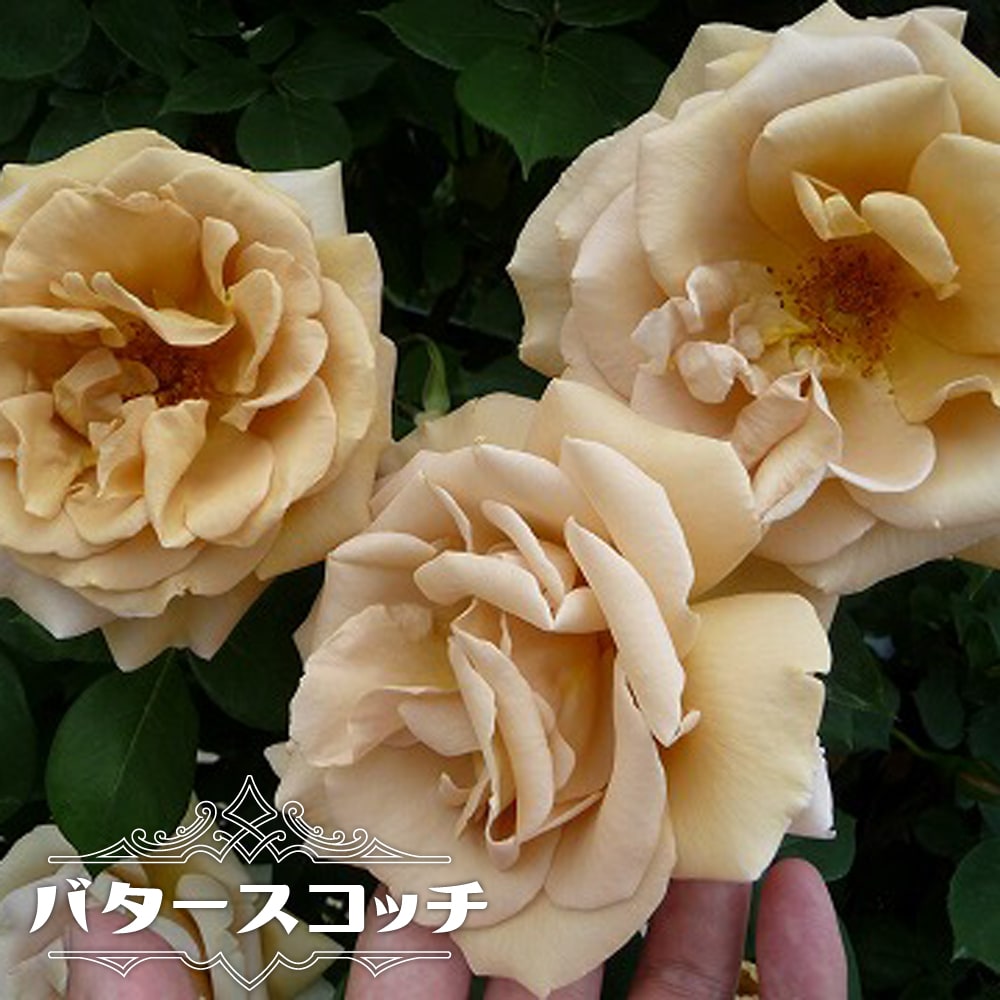 バラ バタースコッチ 