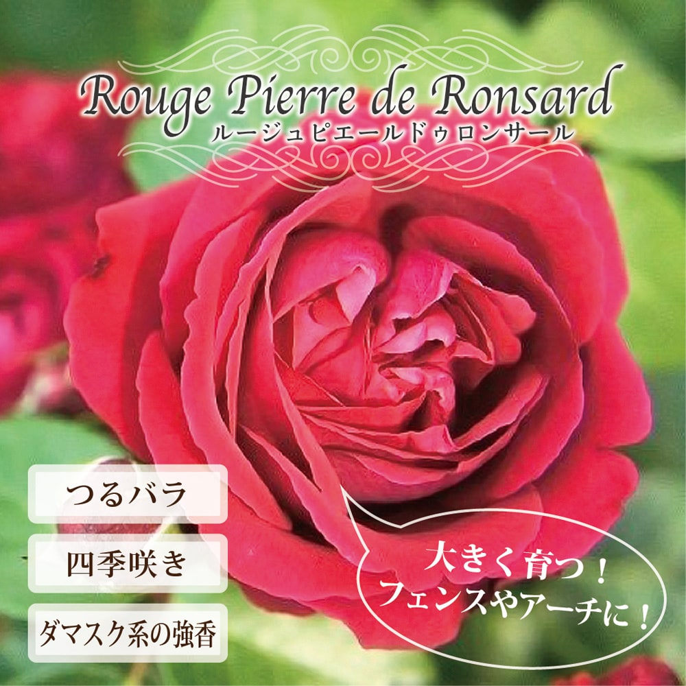 バラ ルージュピエールドゥロンサール 2