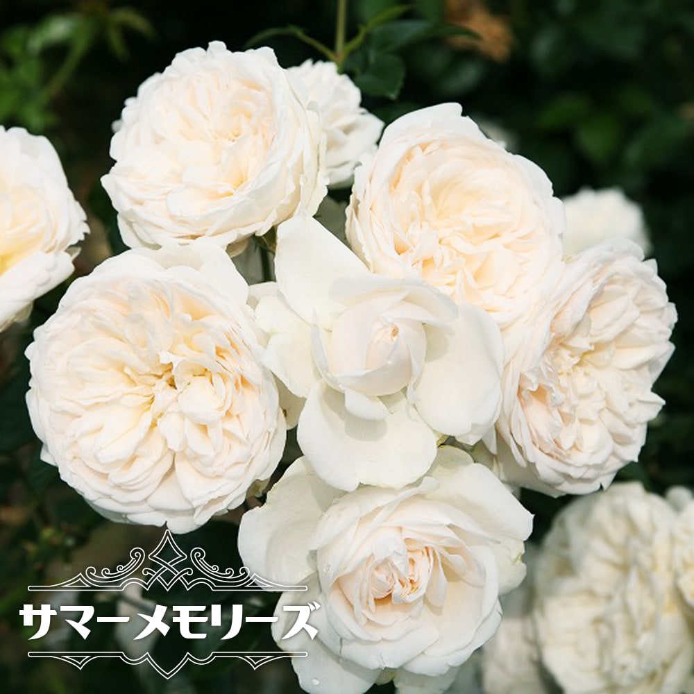バラ サマーメモリーズ 