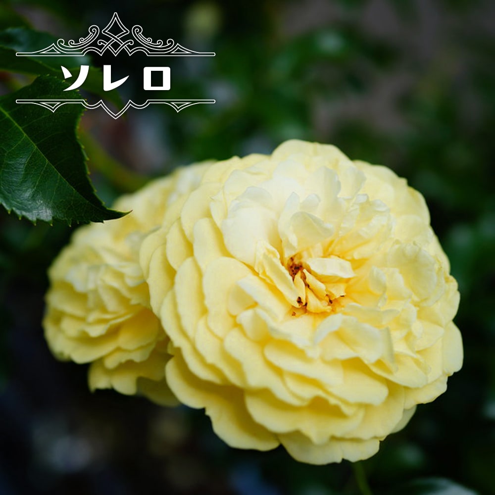 バラ ソレロ 